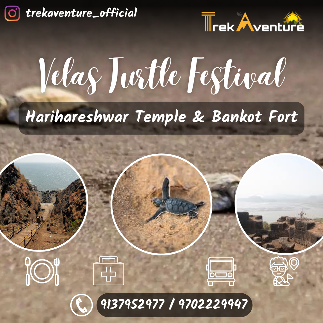 Velas Turtle Festival  